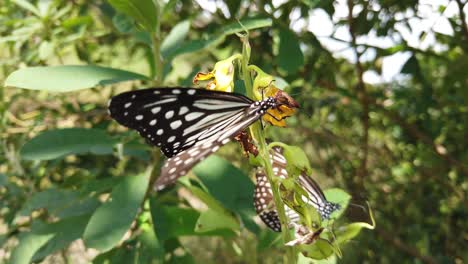 Mariposa-Monarca-En-Su-Hábitat-Natural-Durante-La-Primavera-En-La-India---Blanco,-Naranja,-Marrón---Estampado-Negro---Dos-Mariposas-A-Cámara-Lenta