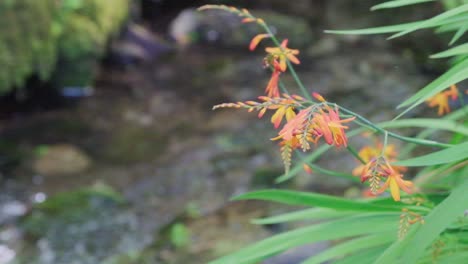Montbretia-is-a-flowery-plant-that-graces-many-country-lanes-from-July-to-September-with-a-wonderful-display-of-spikes-of-bright-reddish-orange-flowers