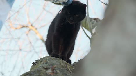 Stroking-a-black-cat-that-sits-on-a-tree-branch-on-the-head-and-back