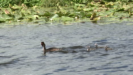 Great-crested-grebe--with-chicks-on-back