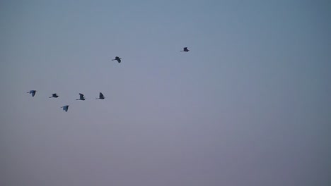 Flock-of-birds-flying-in-purple-blue-sky-in-slowmotion,-birds-flying-in-evening,-India