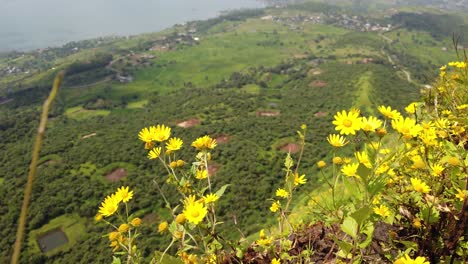 Erstaunliche-Luftaufnahme-Vom-Tikona-Fort---Eine-Festung-In-Der-Nähe-Von-Lonavala,-Pune-In-Indien-Während-Des-Monsuns-Mit-Gelben-Blumen,-Die-Auf-Der-Spitze-Blühten