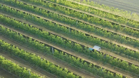 Landwirtschaftlicher-Traktor,-Der-Sich-Zwischen-Reihen-Grüner-Rapspflanzen-Auf-Dem-Ackerland-In-Kroatien-Bewegt---Antenne