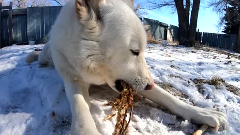 White-Husky-dog-laying-in-the-snow-chewing-on-a-tree-branch