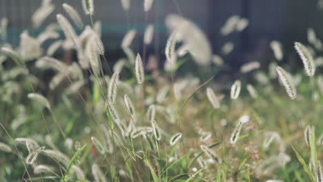 Japanese-Silvergrass-Swaying-In-The-Wind