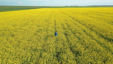 Young-male-Caucasian-farmer-and-agronomist-walking-in-vast-tall-yellow-canola-field-row-on-sunny-day,-Saskatchewan,-Canada,-overhead-rising-aerial-pull-back