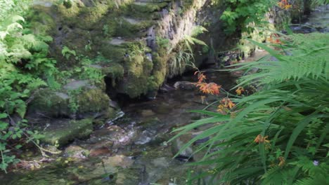 Stream-of-water-with-orange-wild-flowers-and-foliage,-with-stoney-footpath