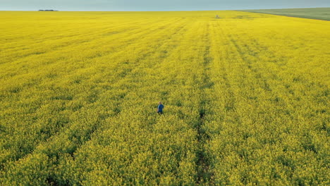 A-Local-Famer-Or-Agronomist-Walking-Through-The-Beautiful-Yellow-Green-Canola-Field-In-Saskatchewan,-Canada---Drone-Shot