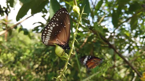 Monarchfalter-In-Seinem-Natürlichen-Lebensraum-Im-Frühling-In-Indien---Weiß,-Orange,-Braun---Schwarz-Gemustert---Zeitlupe-Mit-Zwei-Schmetterlingen