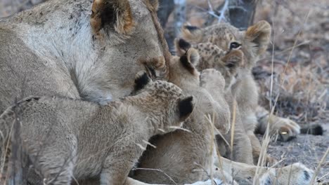 A-close-up-of-a-Lioness-laying-between-her-cubs-and-grooming-them-gently-in-the-Sabi-Sands-Game-Reserve,-Greater-Kruger-National-Park