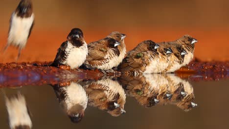 A-wide-shot-of-a-flock-of-Bronze-Mannikins-and-their-reflection-while-drinking-at-a-waterhole