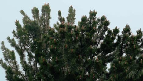 Wonderful-View-Of-A-Dense-Bosnian-Pine-Tree-With-Cones-On-A-Misty-Day---medium-shot
