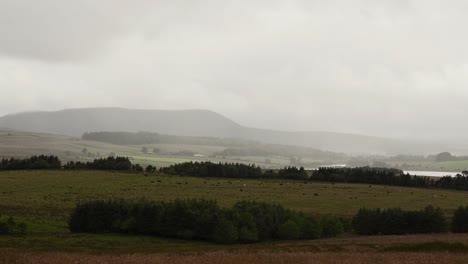 Rinder-Grasen-In-Der-Ferne-In-Den-Hügeln-Von-Pentland,-Schottland