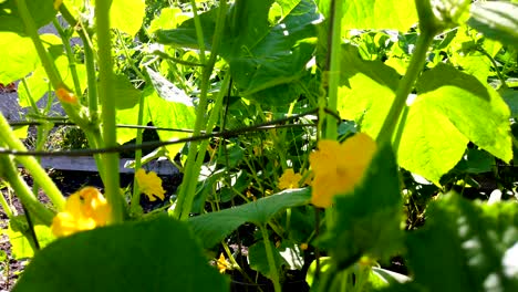 Cucumber-plant-and-flower-on-a-bright-sunny-day,-close-up,-no-persons