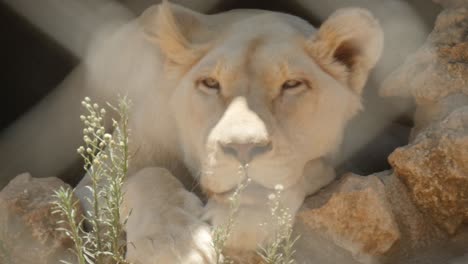 Close-Up-And-Slow-Motion-Of-Lioness-Relaxing-In-The-Shade-Behind-Fence-On-A-Hot-And-Sunny-Day-At-The-Zoo
