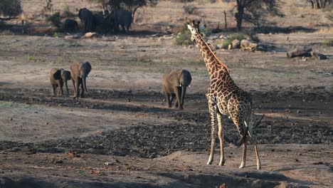 Eine-Weite-Aufnahme-Einer-Giraffe,-Die-Eine-Brütende-Elefantenherde-Beobachtet,-Die-Im-Gänsemarsch-An-Ihr-Im-Krüger-Nationalpark-Vorbeizieht