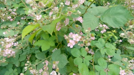 Slow-descent-towards-small-cluster-of-pink-Himalayan-blackberry-blossoms