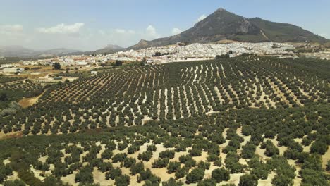 Aerial-view-of-Rute,-Andalusia,-Spain,-with-backwards-movement-tilting-down-into-a-big-Olive-tree-field