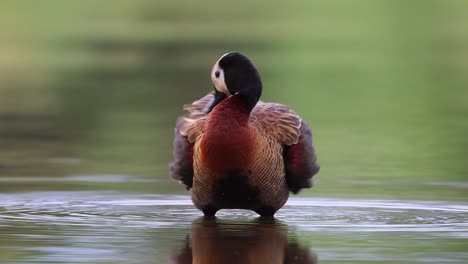 Wide-shot-of-a-White-faced-Whistling-Duck-standing-in-the-water-cleaning-its-feathers-in-Kruger-National-Park