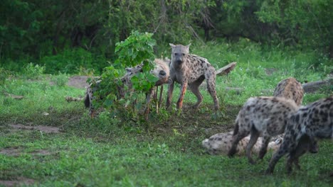 A-wide-shot-of-a-clan-of-young-Spotted-Hyenas-playing-with-a-small-tree-in-Mashatu-Game-Reserve,-Botswana