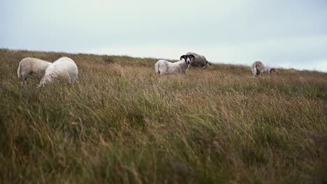 Flock-of-sheep-grazing-in-the-Scottish-Highlands