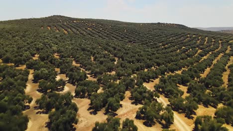 Forward-aerial-view-over-a-big-field-of-olive-trees,-Andalusia,-Spain