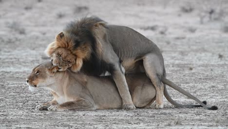 Eine-Weitaufnahme-Eines-Sich-Paarenden-Löwenpaares-Im-Kgalagadi-Transfrontier-Park