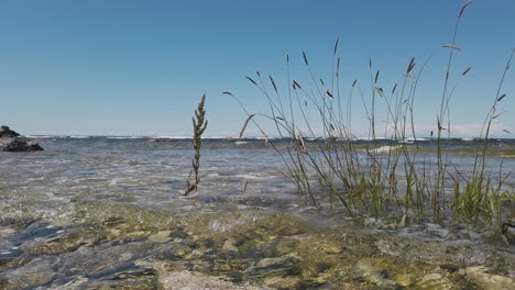 Baltic-sea-vegetation,-waves-crashing-against-shore-on-sunny-day,-Sweden,-pan-left