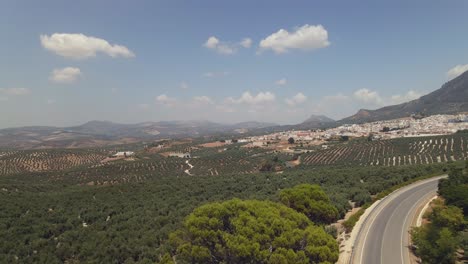 Aerial-view-of-large-field-of-olive-trees-with-the-town-of-Rute-on-the-background