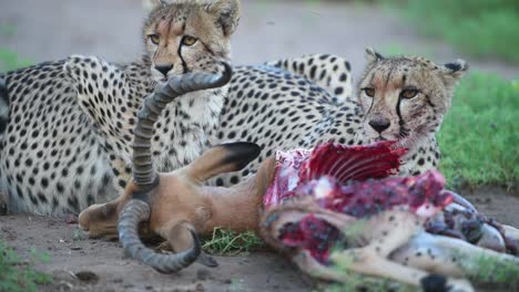 A-medium-shot-of-two-Cheetahs-feasting-on-a-dead-impala-male-in-Mashatu-Game-Reserve,-Botswana