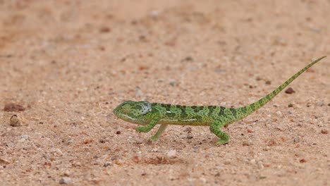 A-Flap-neck-Chameleon-walking-past-in-front-of-the-camera-in-a-jerky-manner,-Kruger-National-Park