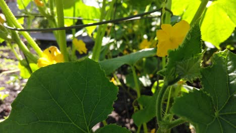 Close-up-of-cucumber-plan-leaves,-on-a-sunny-day,-no-persons