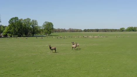 Eine-Große-Herde-Wilder-Hirsche,-Die-Im-Frühling-In-Der-Wunderschönen-Sonnigen-Landschaft-Weiden