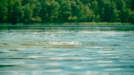 View-of-a-kid-swimming-on-a-countryside-lake-with-a-forest-background