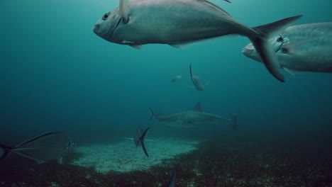 Großer-Weißer-Hai-Carcharodon-Carcharias-Neptuninseln-Südaustralien-4k-Zeitlupe-50fps