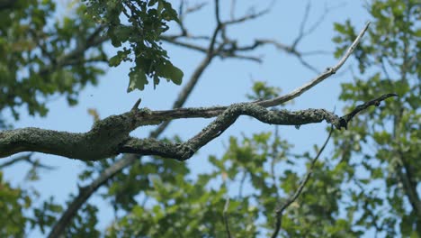 Dangerous-dead-dry-wood-branches-in-light-wind