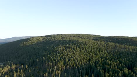 Los-Exuberantes-árboles-Coníferos-Verdes-En-El-Bosque-Junto-A-Las-Montañas-Cerca-De-Kalispell-Y-Bigfork-En-Montana,-Estados-Unidos