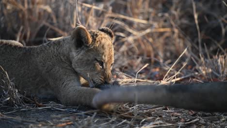 A-tiny-Lion-cub-holding-and-biting-its-mother's-tail-while-resting