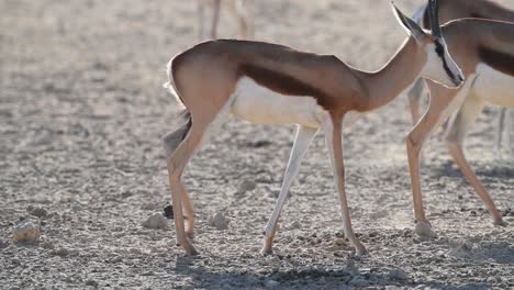 A-herd-of-Springbok-walking-through-the-frame-in-slow-motion