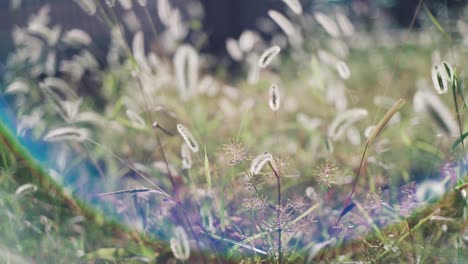 Japanese-Silvergrass-Swaying-In-The-Wind-With-Rainbow-Bokeh-At-Daytime