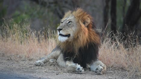 Eine-Breite-Aufnahme-Eines-Schönen-Männlichen-Löwen,-Der-Neben-Der-Straße-Ruht-Und-Im-Krüger-Nationalpark-Gähnt
