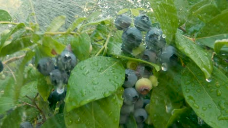 Bio-Heidelbeeren,-Die-An-Einem-Sonnigen-Morgen-Bewässert-Werden