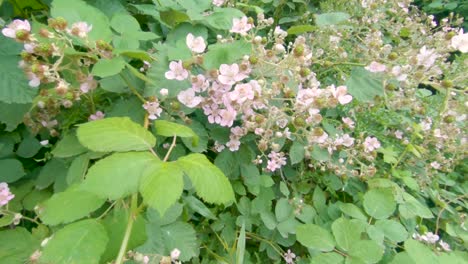 Slow-push-in-towards-pink-Himalayan-blackberry-blossoms-on-bush
