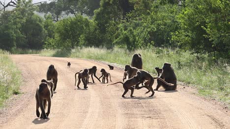 A-troup-of-Chacma-Baboon-walks-down-the-dirt-road-towards-the-camera-in-Kruger-National-Park