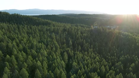 Morning-Sun-Flare-Over-The-Lush-Pine-Trees-In-The-Forest-Landscape-Of-Kalispell-And-Bigfork-in-Montana,-USA---aerial-drone