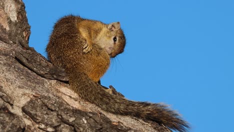A-wide-shot-of-a-Tree-Squirrel-sitting-in-a-tree-grooming-before-jumping-out-the-frame,-South-Africa