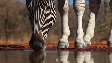 A-close-up-of-a-Burchell's-Zebra's-face-while-drinking-at-a-waterhole-in-the-Greater-Kruger