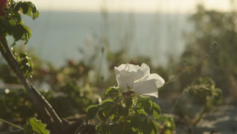 Nahaufnahme-Der-Wilden-Weißen-Blume