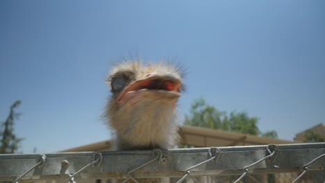 Ostrich-Being-Curious-And-Approaching-Camera-At-The-Zoo-In-Slow-Motion