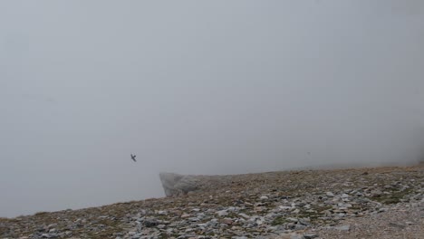 Crows-Landing-On-The-Rocky-Hill-On-A-Misty-Morning---wide-slowmo-shot